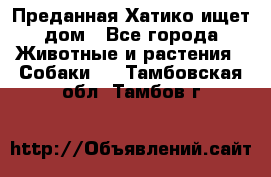 Преданная Хатико ищет дом - Все города Животные и растения » Собаки   . Тамбовская обл.,Тамбов г.